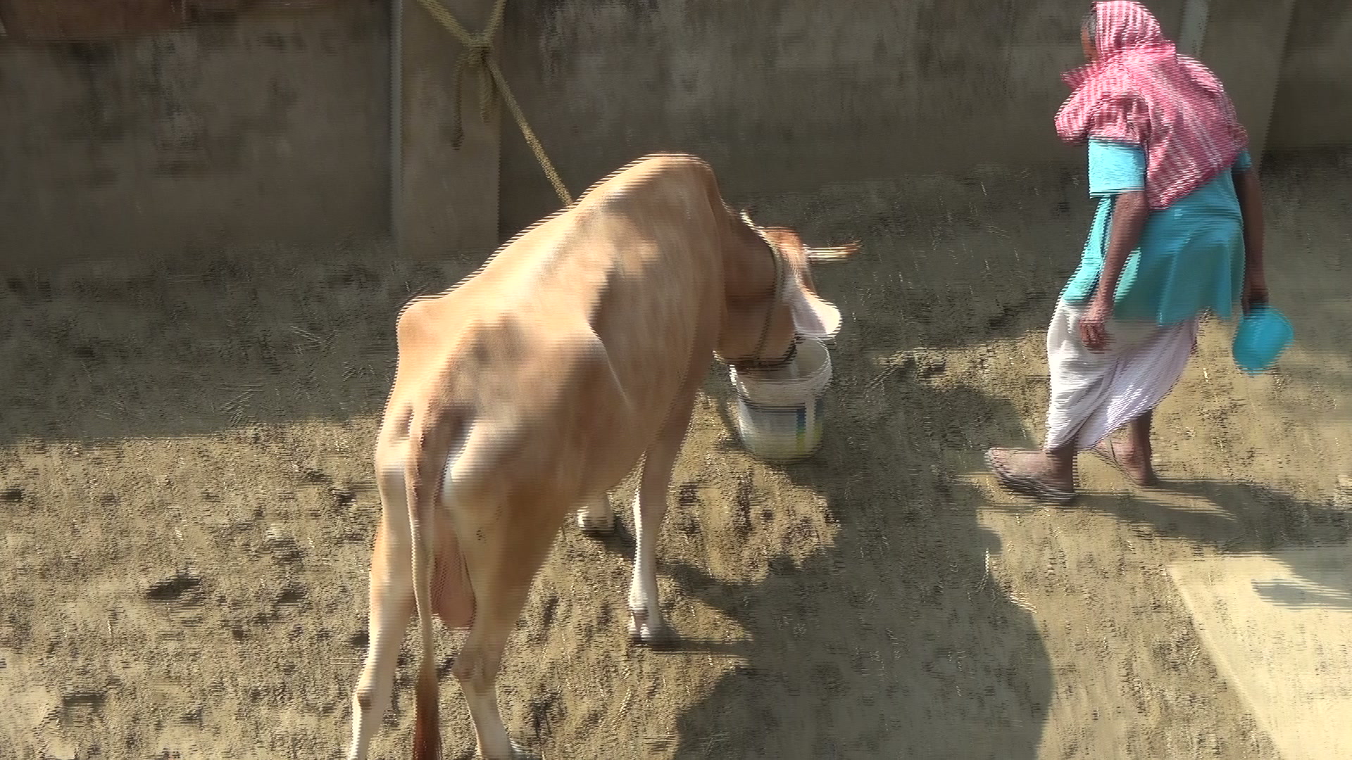 Goshala Shelter at Narahari Dham
