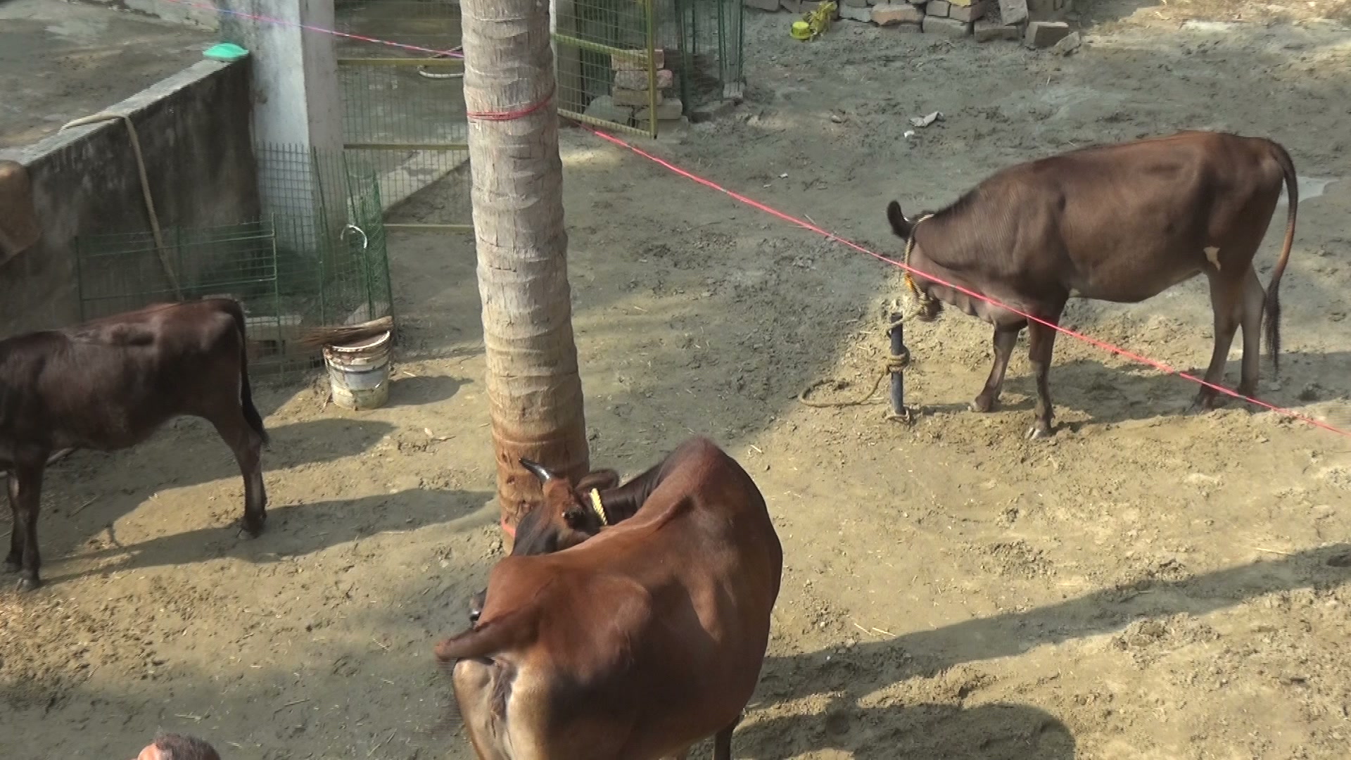 Protected pure breed ashram cows