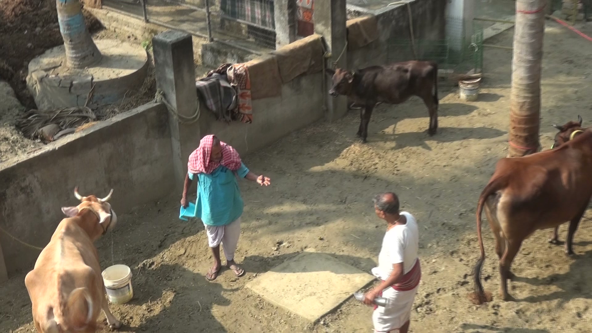 Serving and cleaning ashram cows