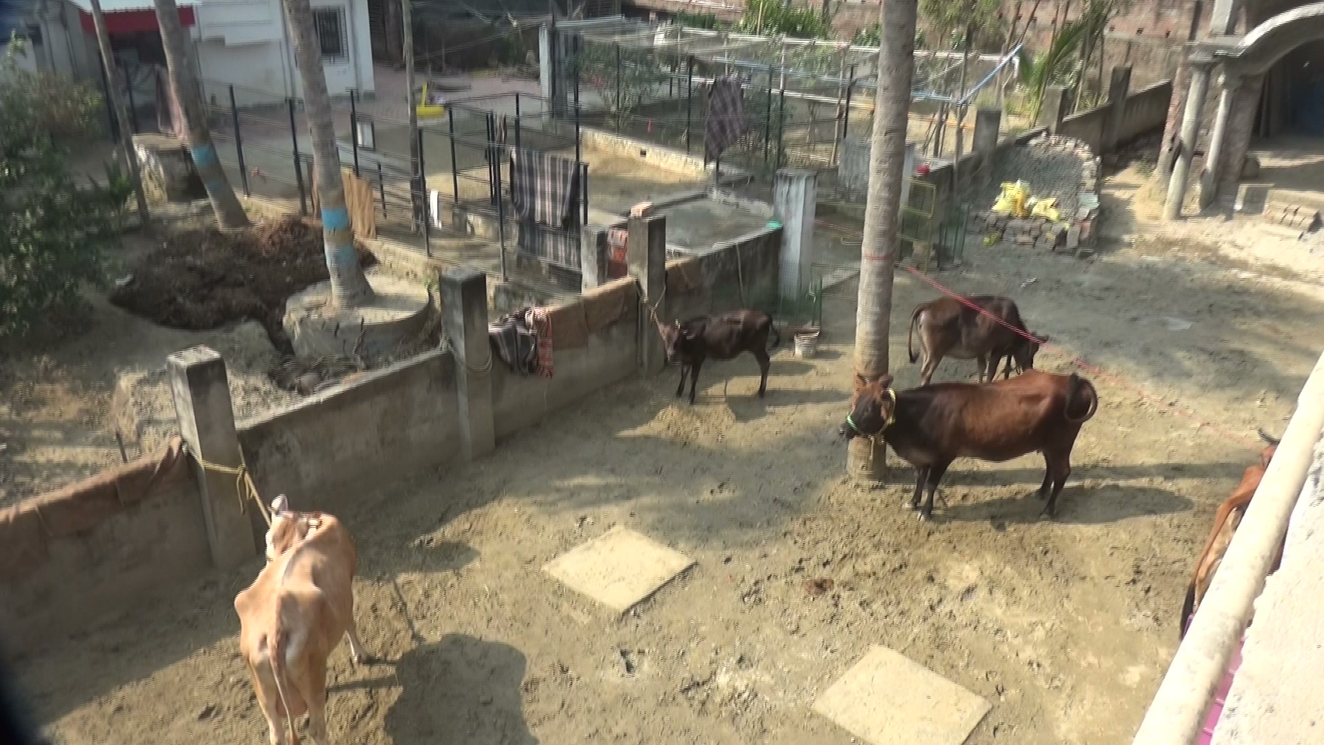 Sacred cows at Narahari Dham